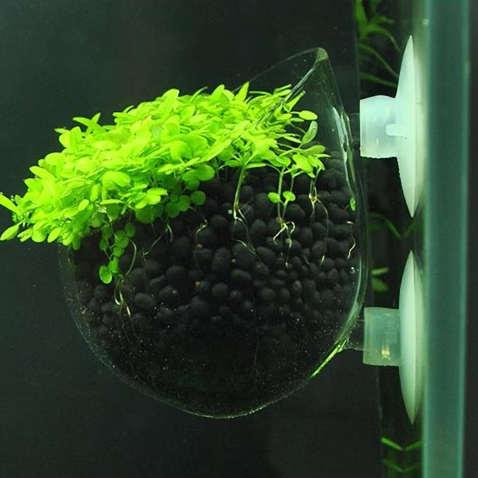 Planted Aquarium Media - Aquariumplantenhouder Glazen Aquatische Plantenpot met Zuignappen