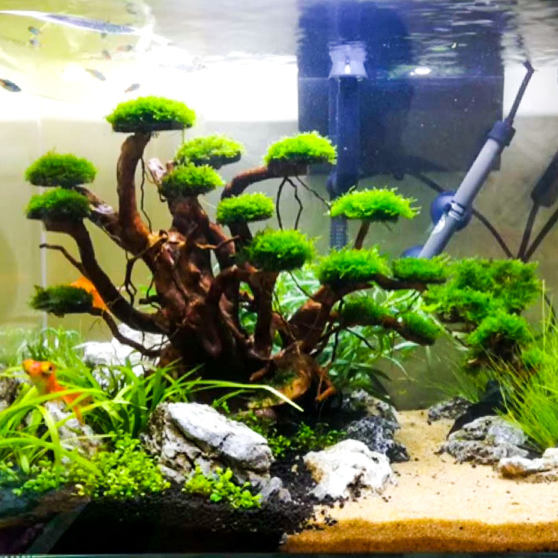 Planted Aquarium Equipment - Aquariumlandschap mosboom skelet afgewerkt drijfhout rhododendronwortel