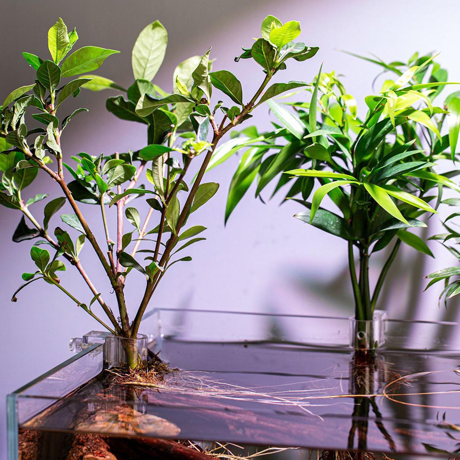 6 stuks aquariumplantenhouders - Aquarium Plant Ornament recensie en prijs