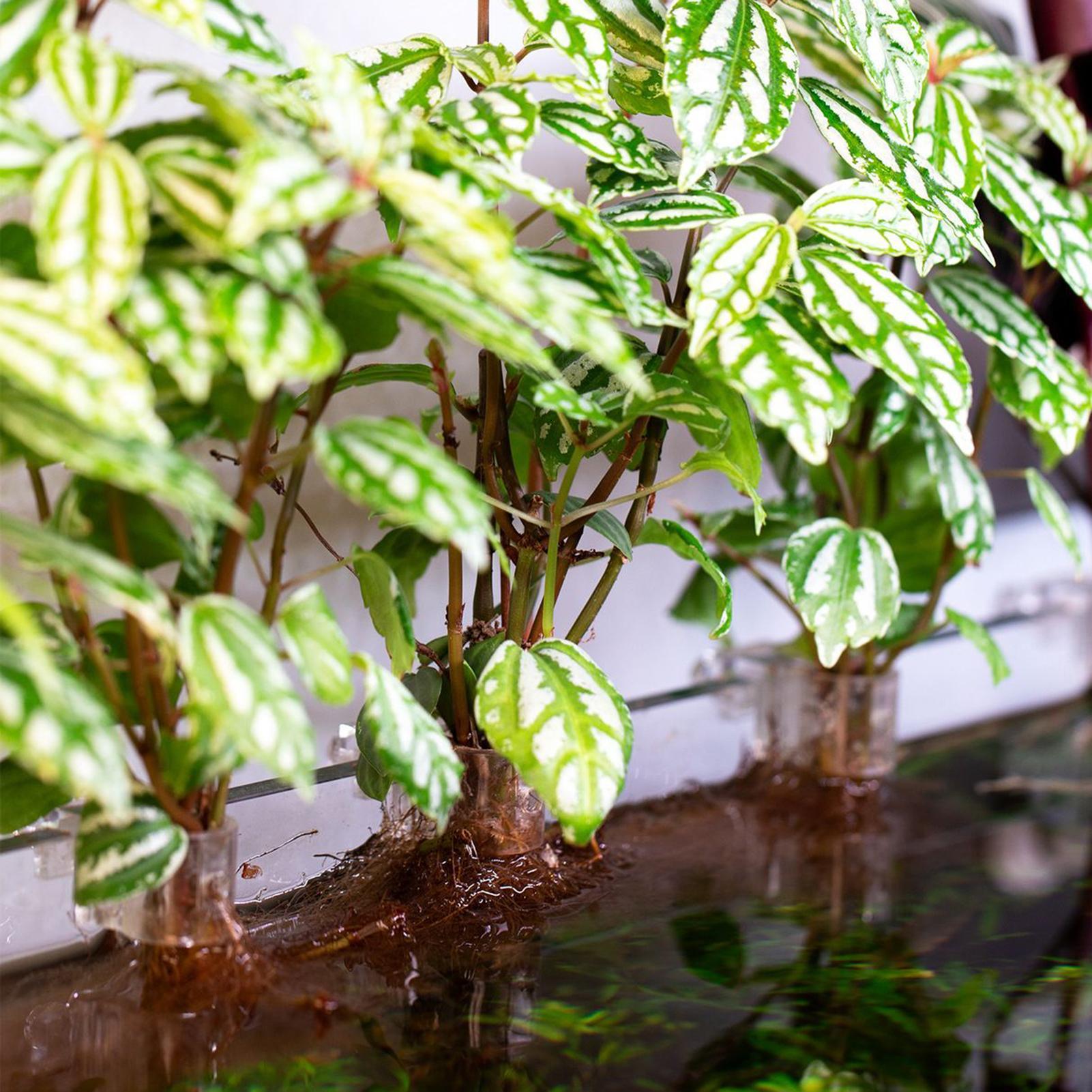 6 stuks aquariumplantenhouders - Aquarium Plant Ornament recensie en prijs